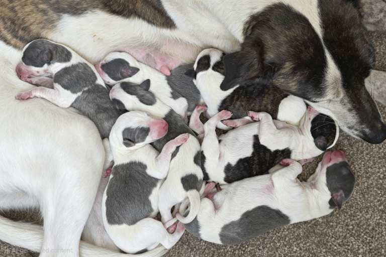 Healthy whippets 