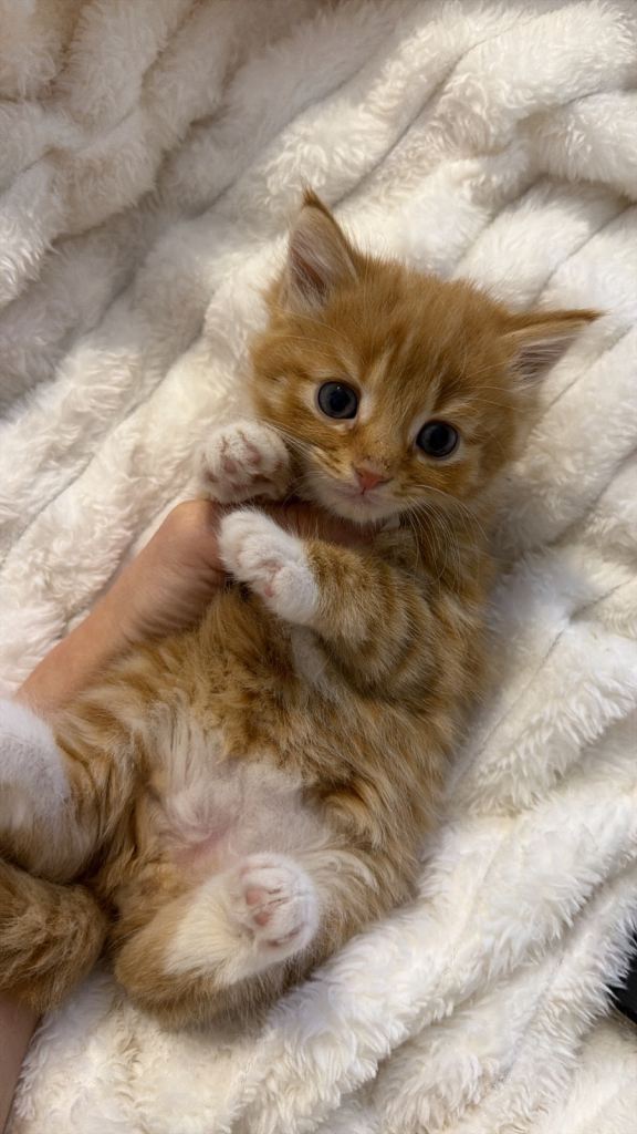 Beautiful kittens for sale 