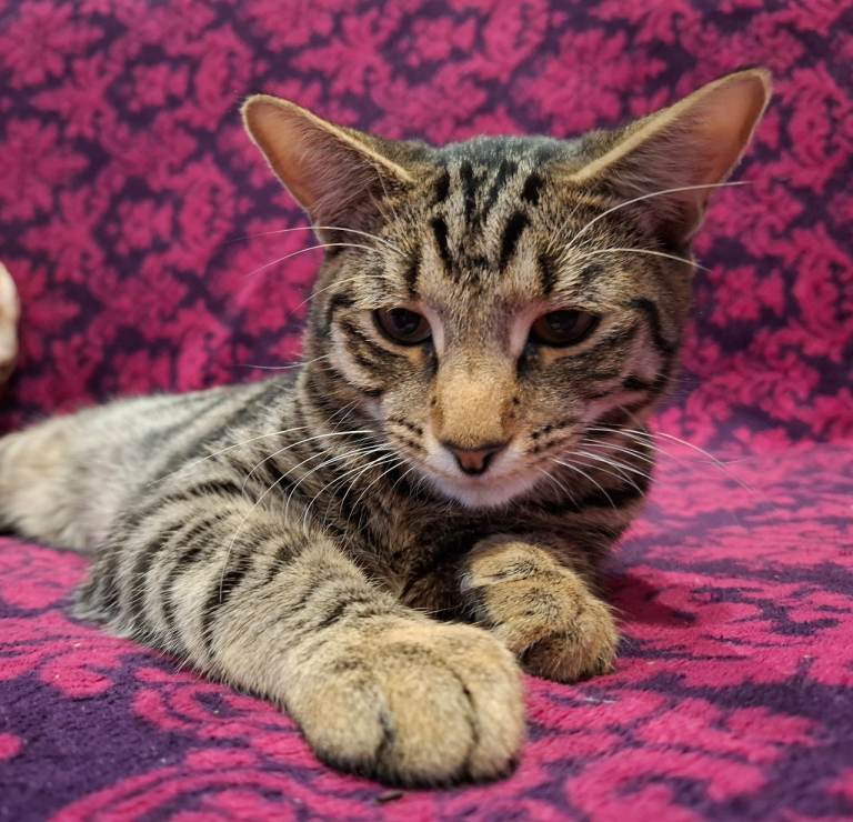 Tabby kitten