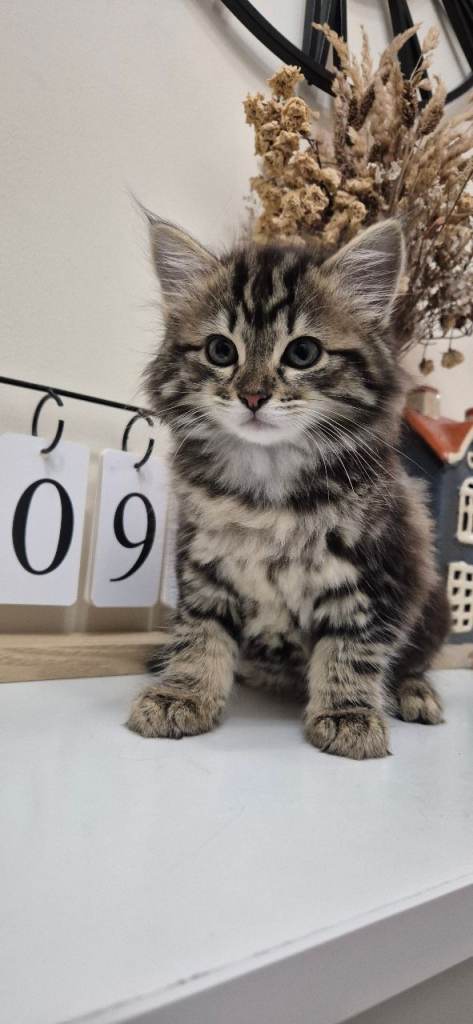 Beautiful Mixed Breed Female Long-Haired Kitten