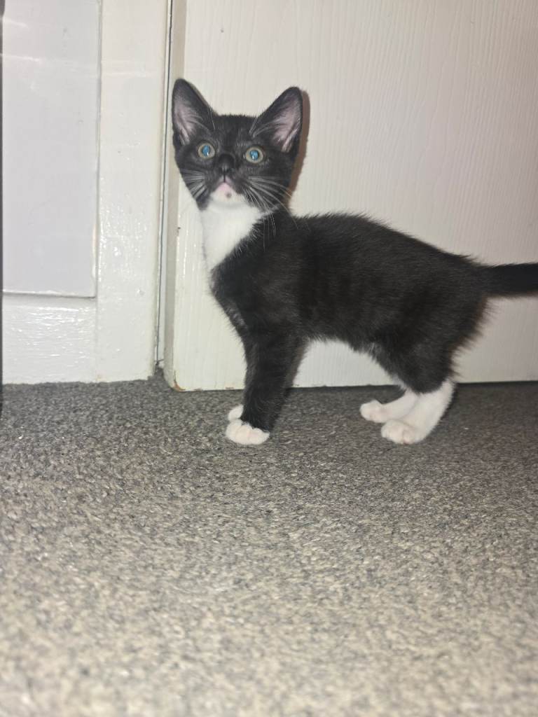 10 week old begal male kitten 