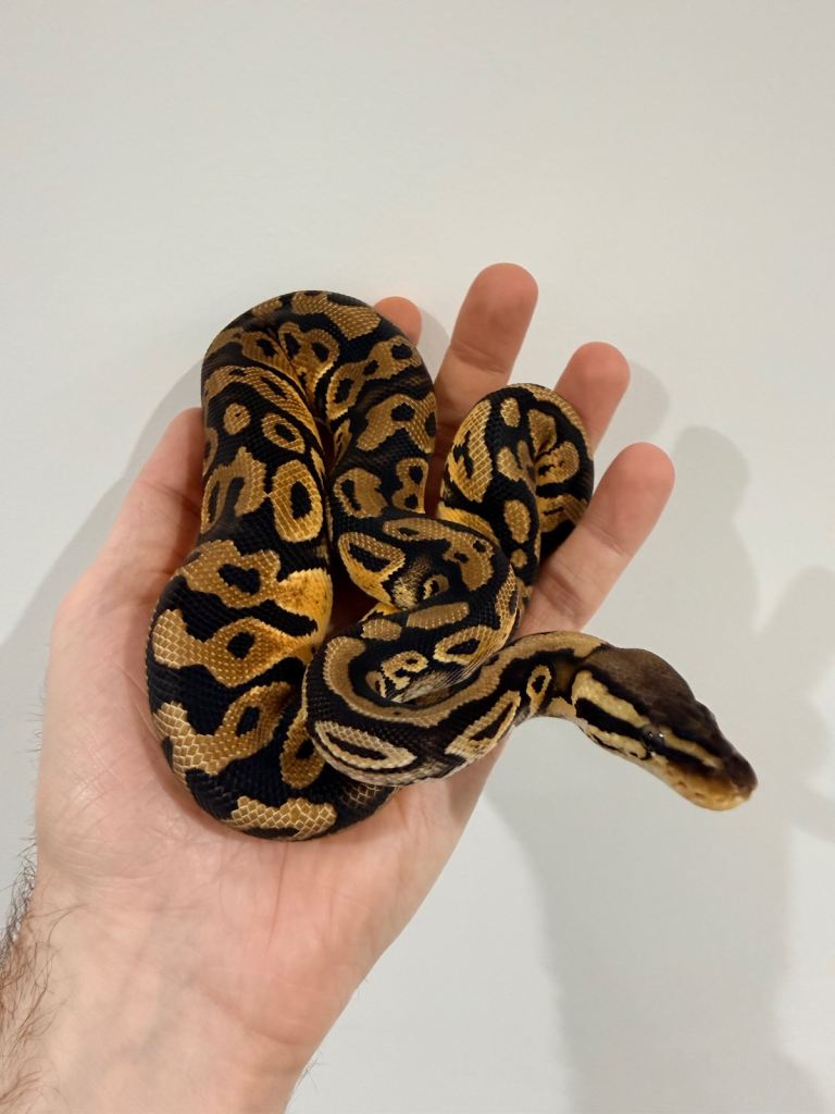 Royal Python