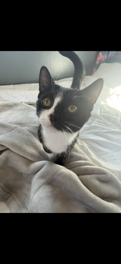 Female Cat Looking For Her Forever Home 🏠🏡🐾