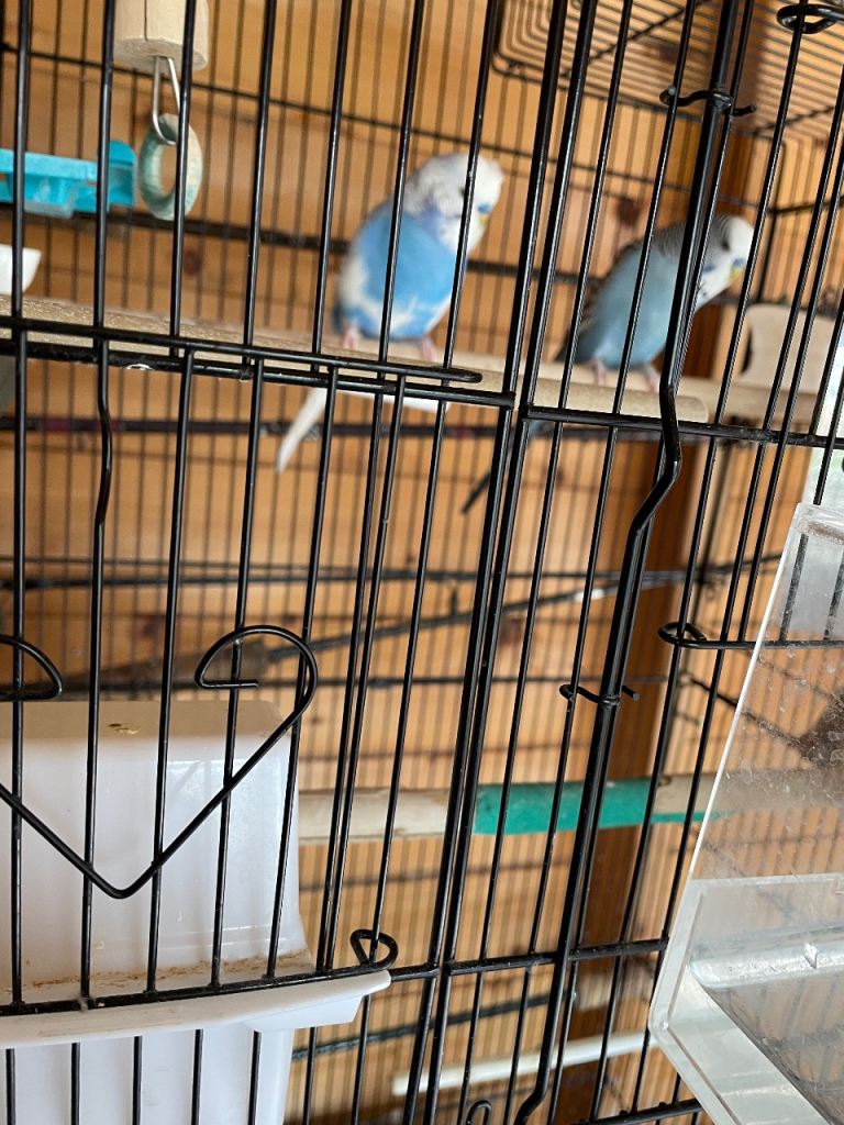 2 young male budgies 