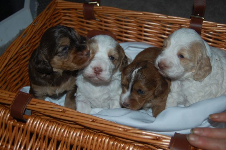 4 beautiful cockapoo puppies looking for their forever homes 🐶 