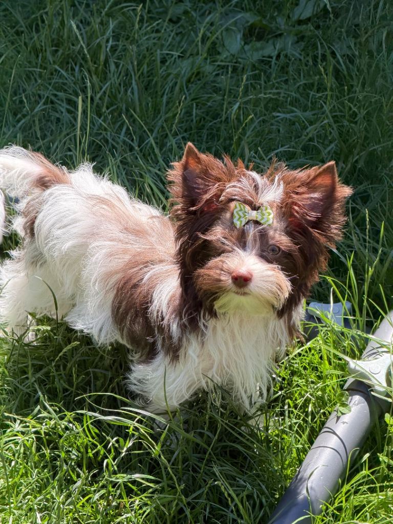 Colorful Yorkshire terrier