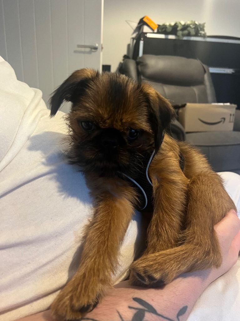 Brussels Griffon Puppy