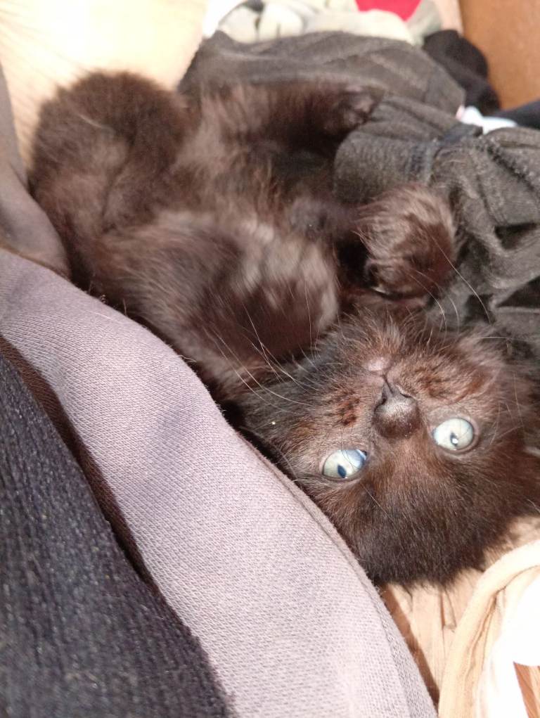 2 boys extra fluffy full black & smokey tummy's