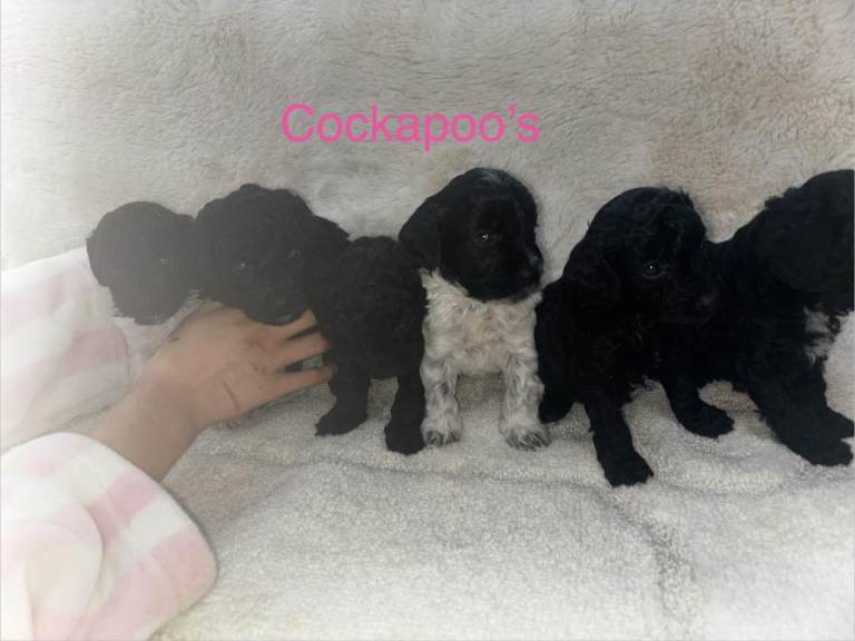 COCKAPOO PUPPIES