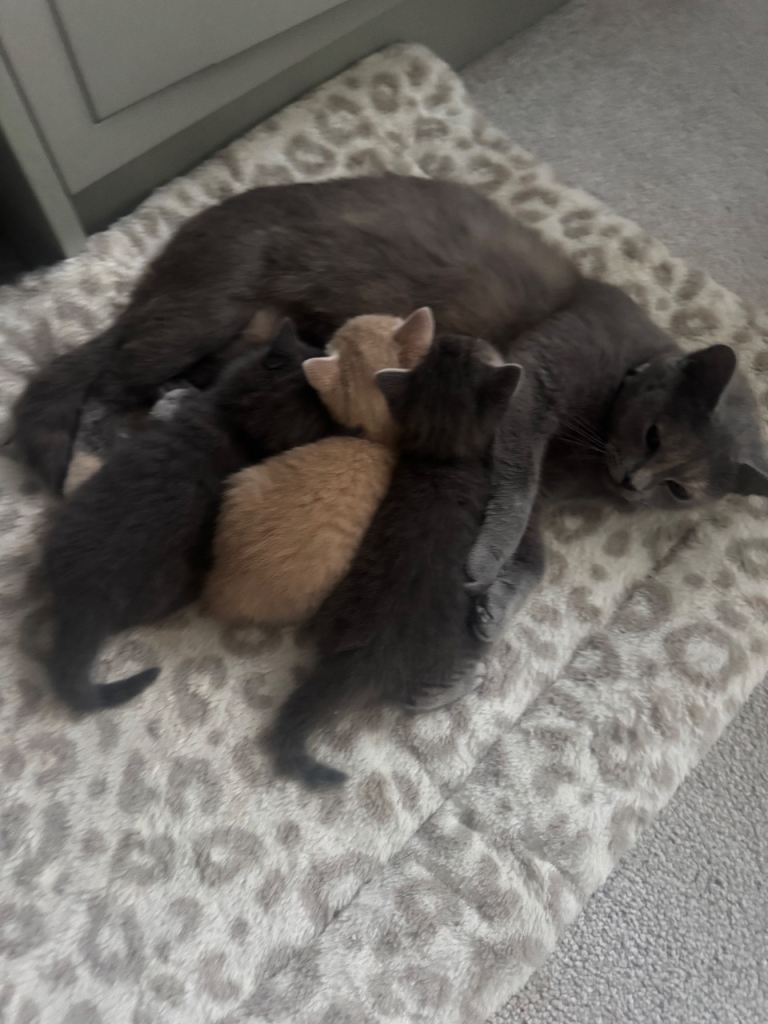 British Shorthair Kittens ONLY 1 BOY LEFT