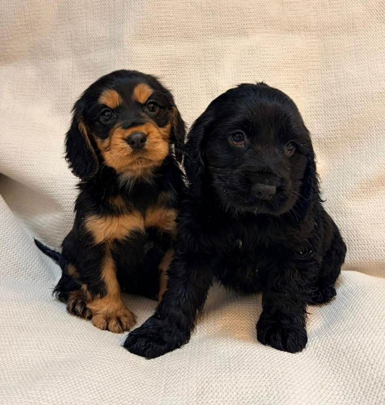 Cocker Spaniel Puppies 