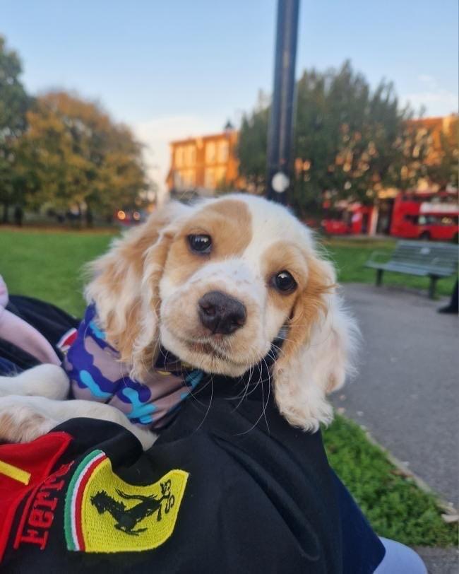 Puppy needs rehoming 