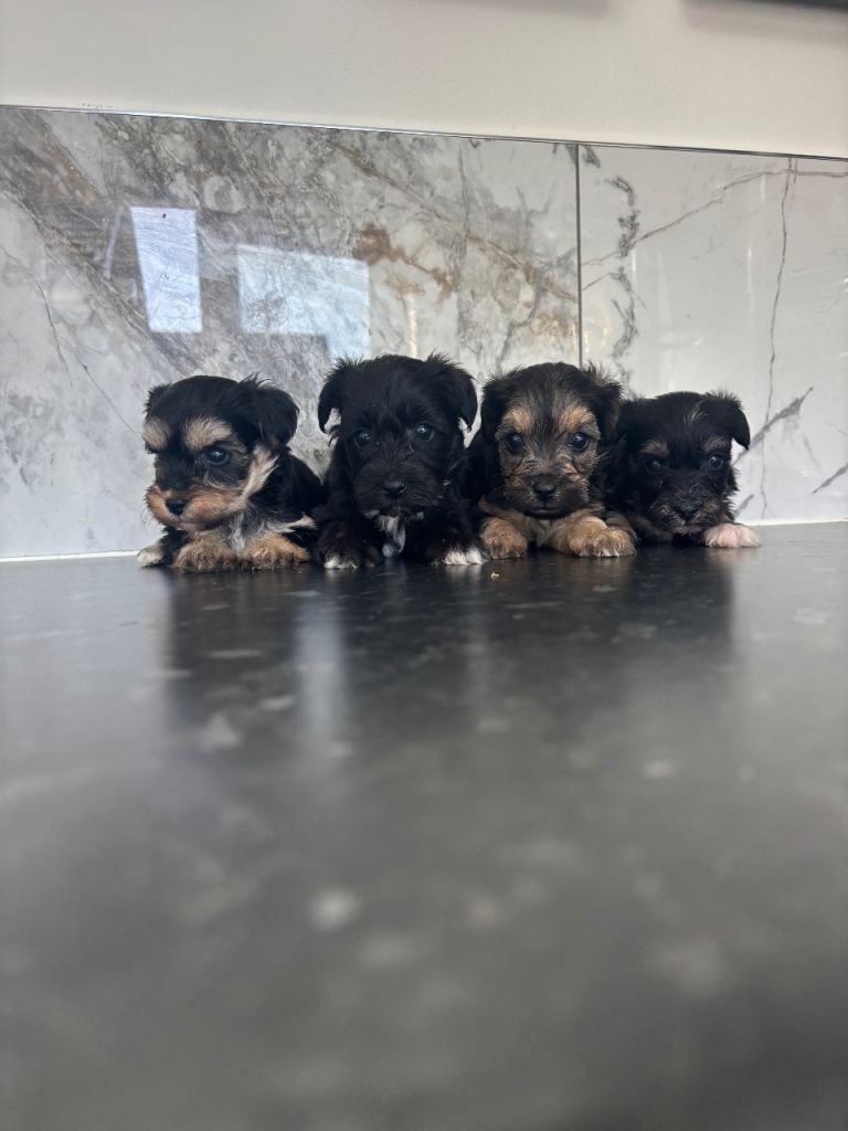 Toy maltiopoo puppies (toy poodle)