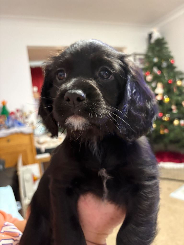 We have 8 puppies Cocker / Caviller King Charles Spaniels