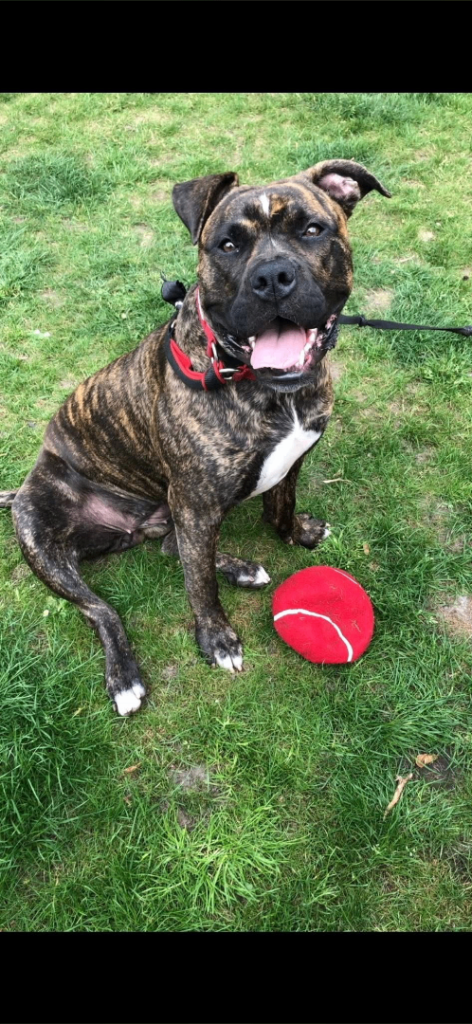 American bulldog cross 