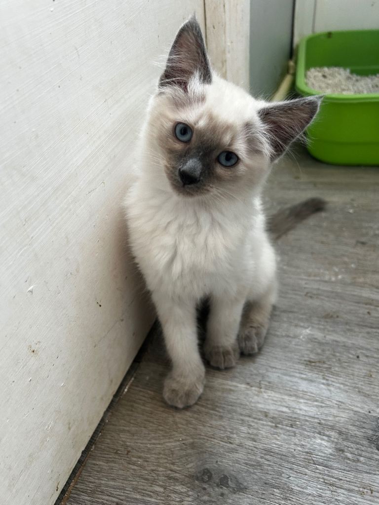 Gorgeous Seal point? Male Kitten