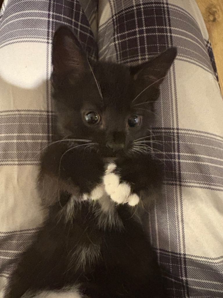 Adorable kittens ready for their new homes