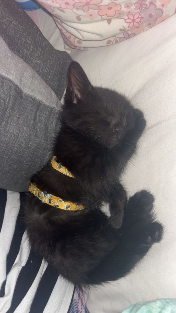 Kitten 