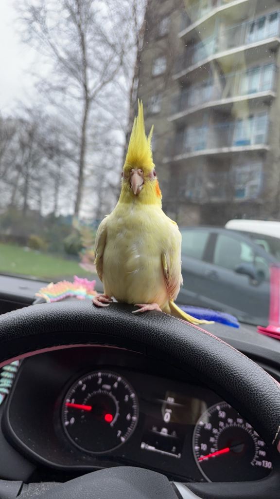 Beautiful bird Cockatiel