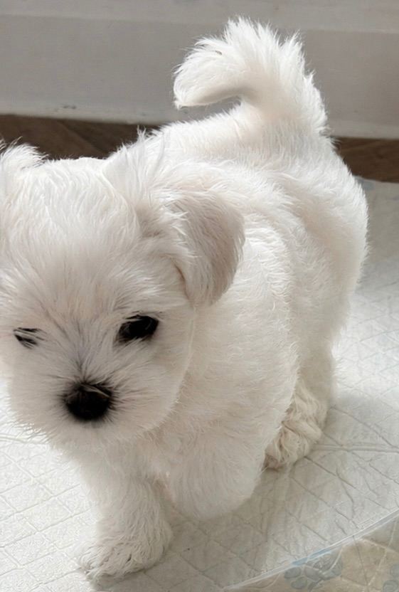 KC Reg. Korean Maltese Puppies