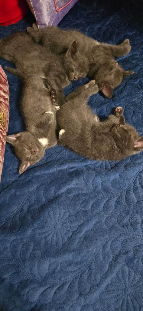 Kitten