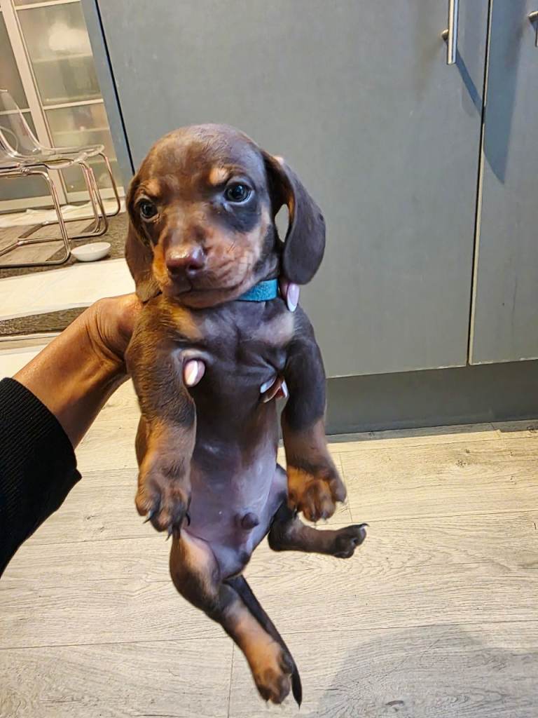 Gorgeous dachshunds ready for new homes