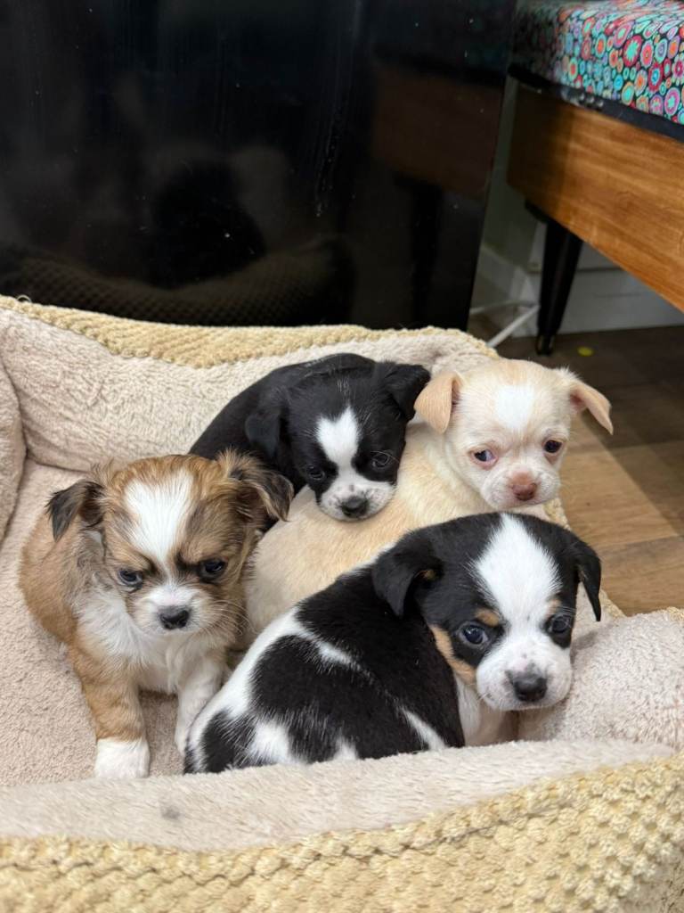 Gorgeous 4 chihuahua puppies are looking for their forever home