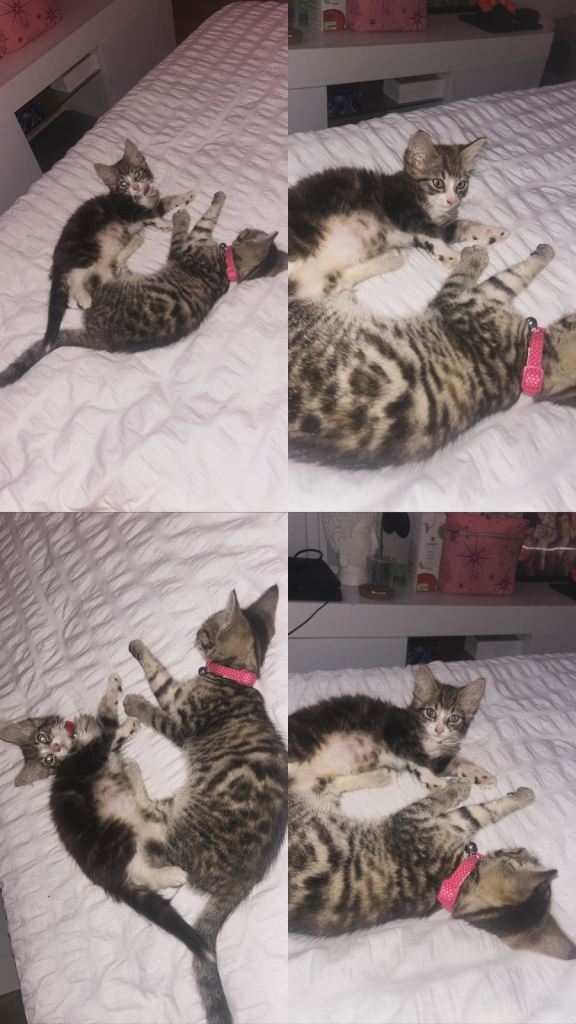 2 kittens to go together 