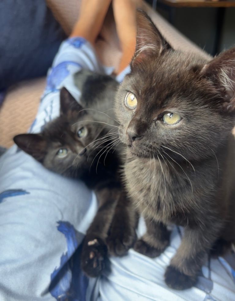 Black kittens 