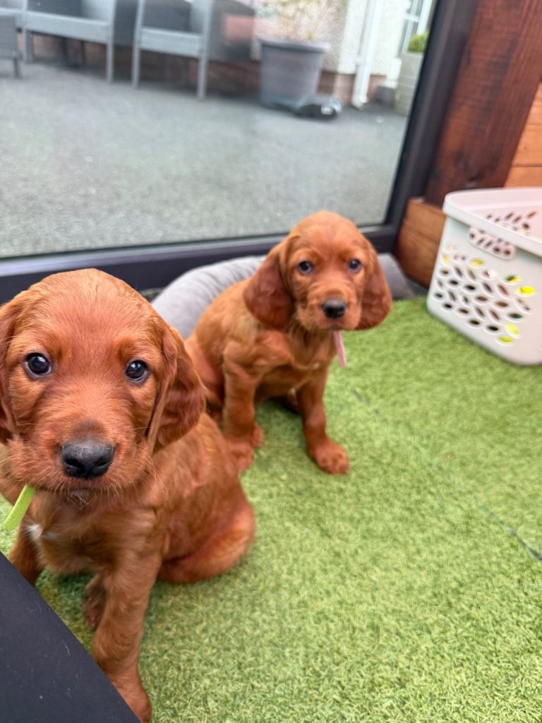 Irish Red Setter Puppies for sale