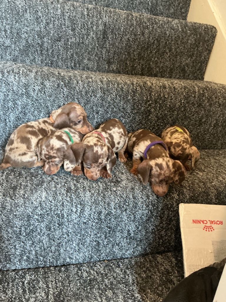 Miniature dachshund 