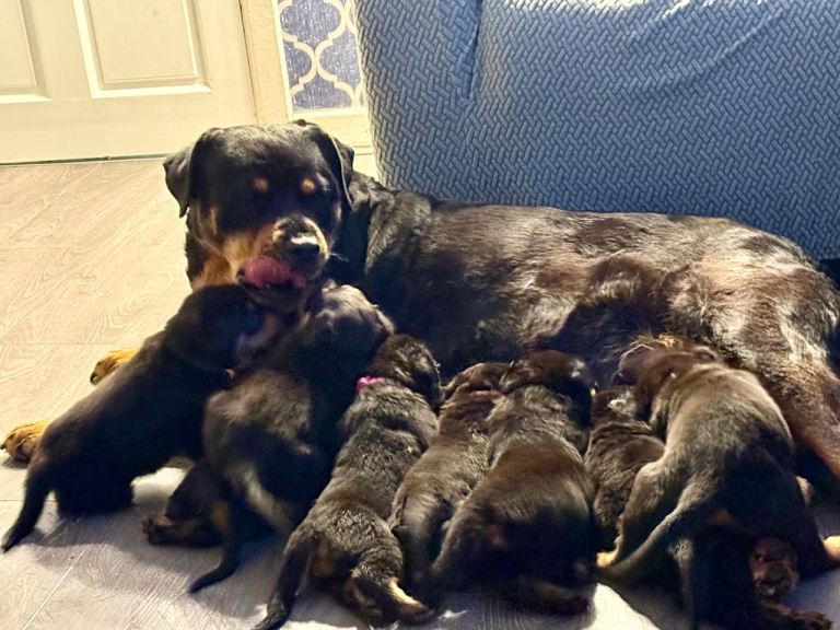 9 big chunky Rottweiler puppies