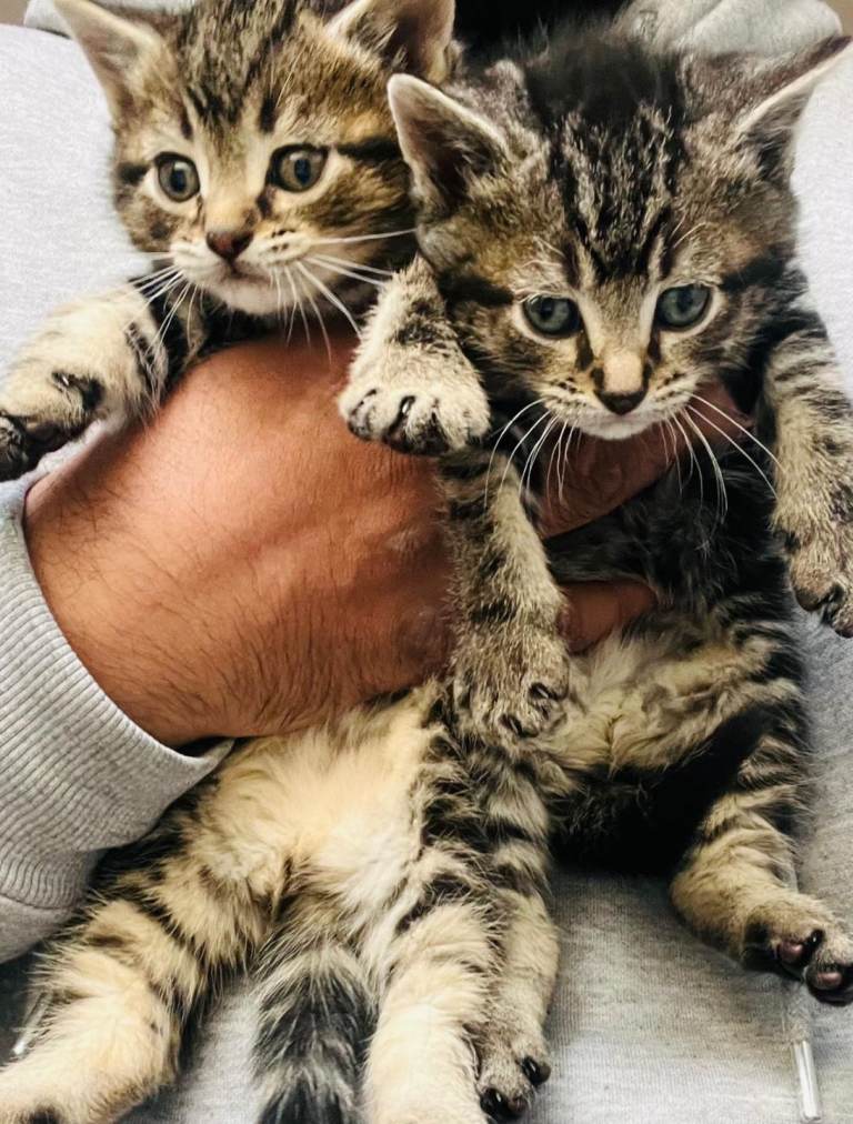 Stunning litter of Ragdoll and Bengal kittens ready now for loving new homes
