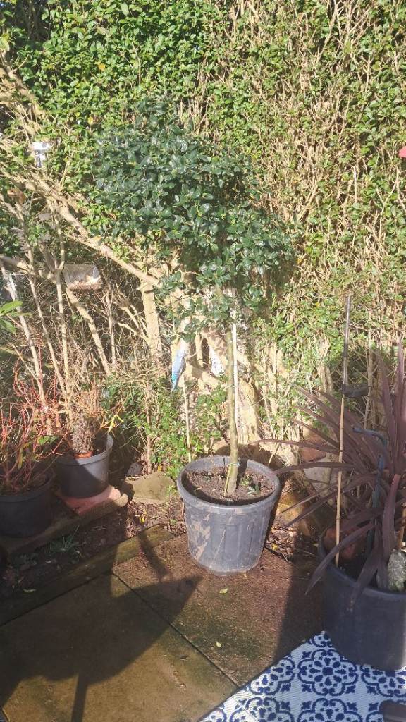 Plant mixture outdoor mature tall bushy shrubs