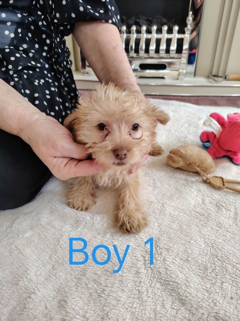 Norfolk Terrier Puppies 