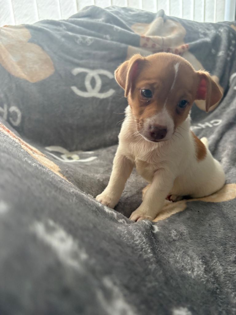 Jack Russell puppy’s 1 girl left ready to leave now 