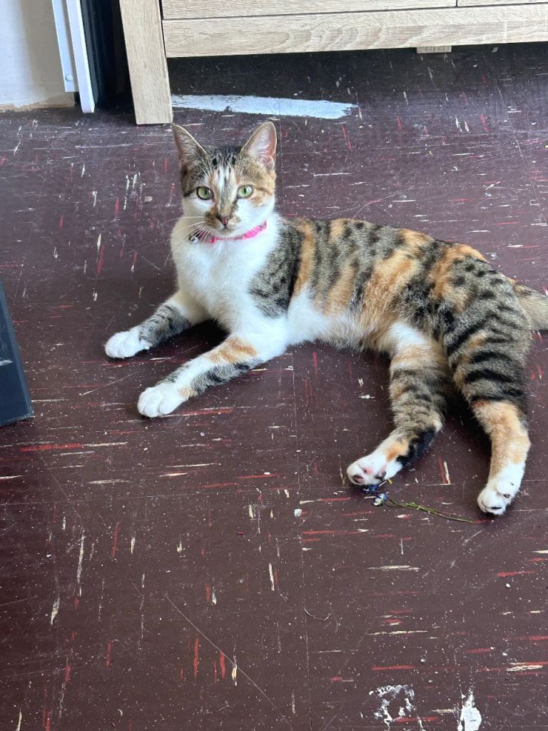 Cat for sale 