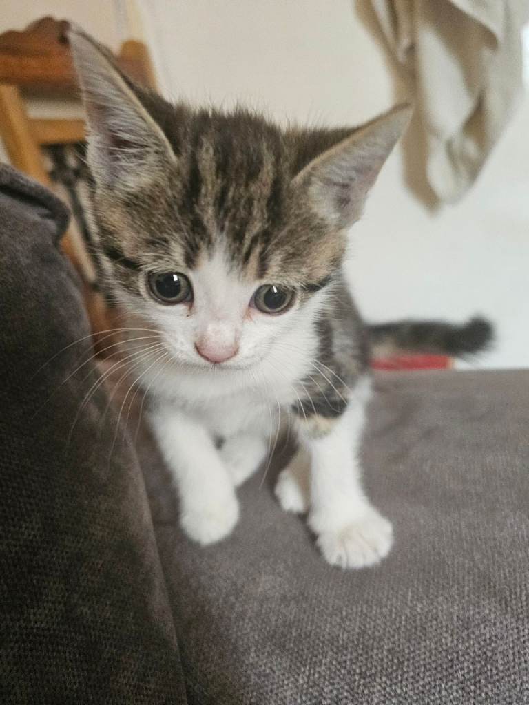 Kittens for sale