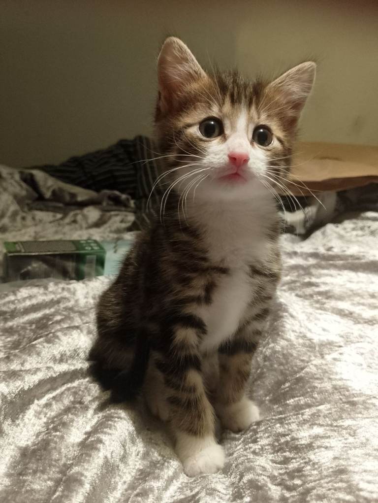 Last boy kitten