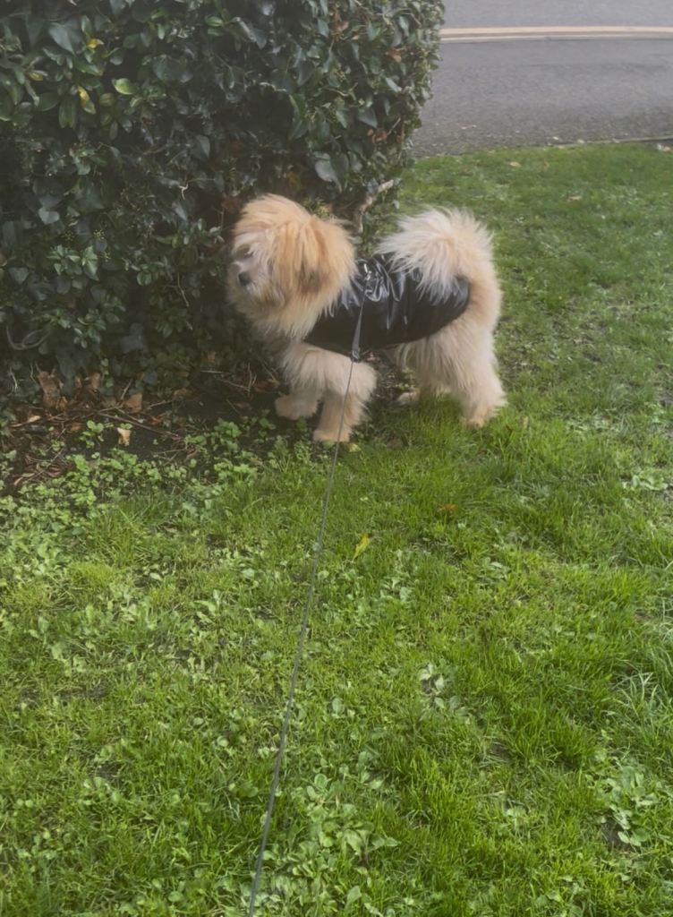 BEAUTIFUL POMAPOO BOY