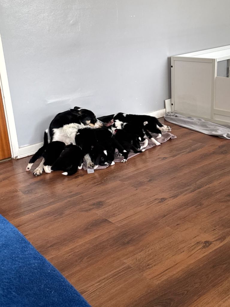 Border collie puppies 