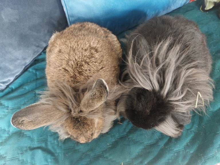 Male lionhead mix rabbits