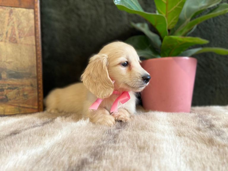 EXQUISITE CREAM KC MINIATURE DACHSHUND LONG HAIR