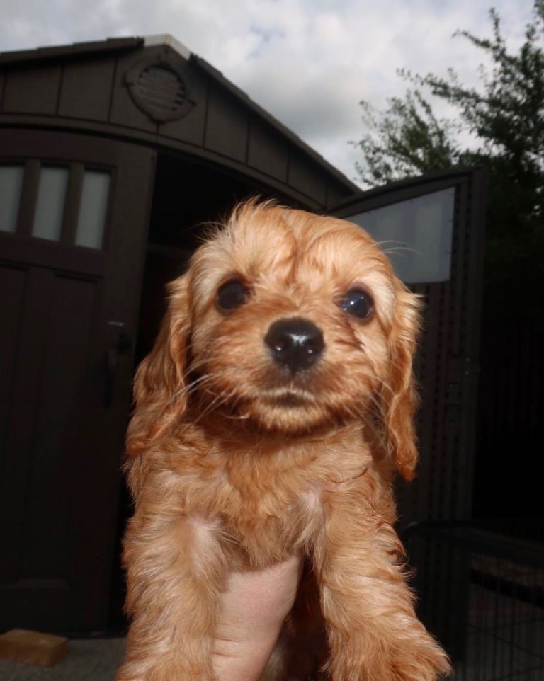 3 Cavapoo puppies left!! 