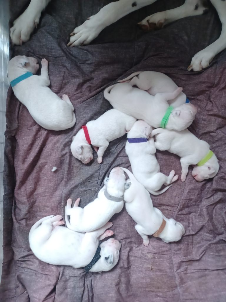 Dalmatian puppies 