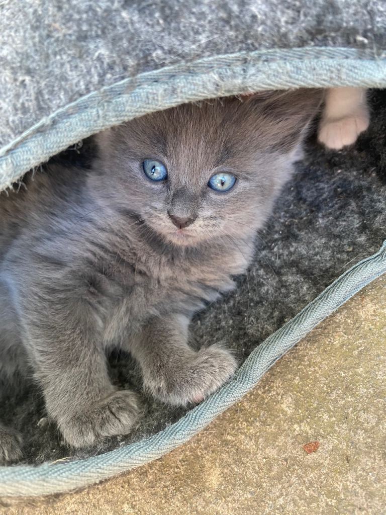  4 kittens left 