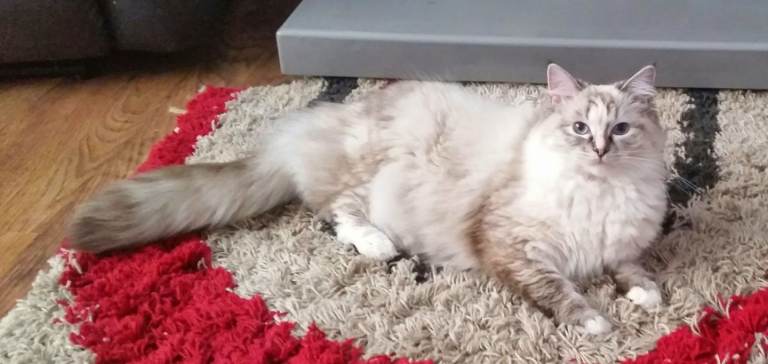 Stunning ragdoll kittens 