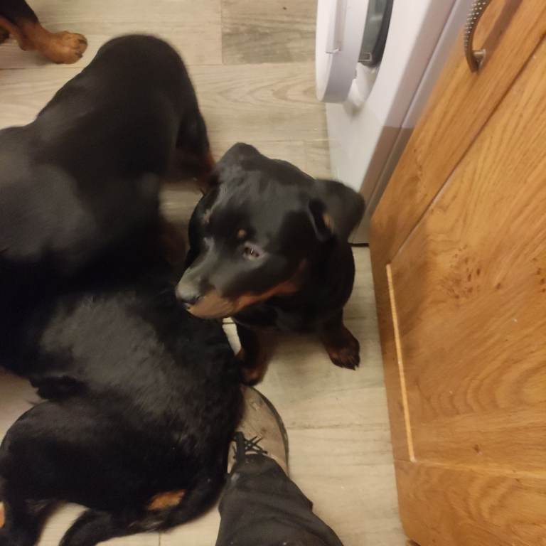Rottweiler pups 4 months old | in Armagh, County Armagh | Gumtree