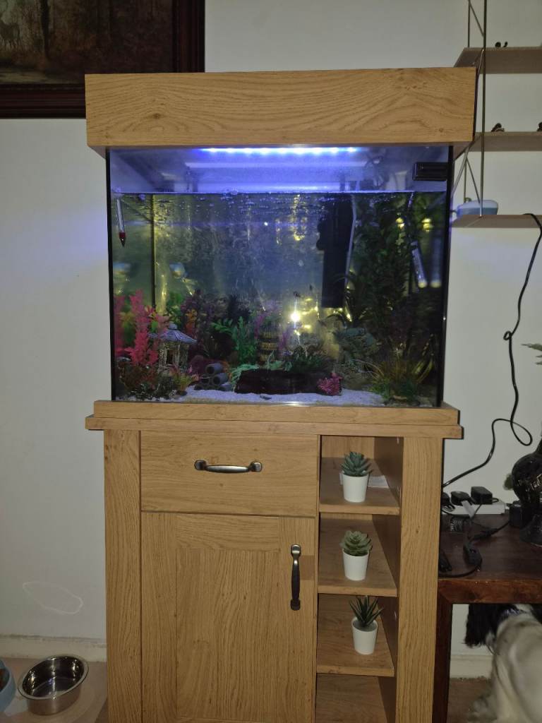 110L tank and fish
