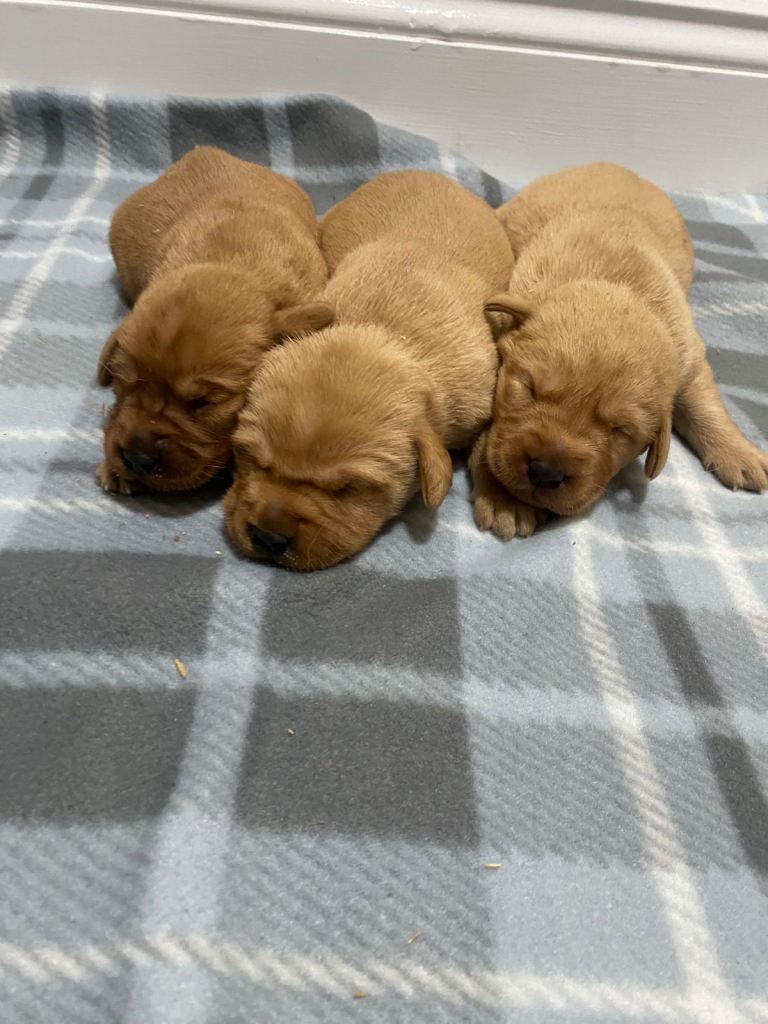 Labrador puppies 